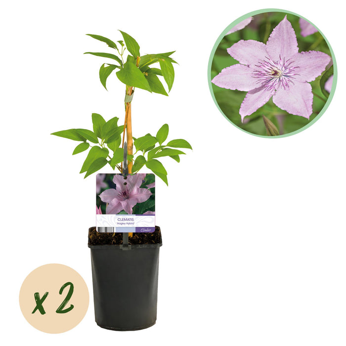 Clematis Hagley Hybrid - Bosrank - Bloem Roze - ↕40cm - Ø11cm - 2x