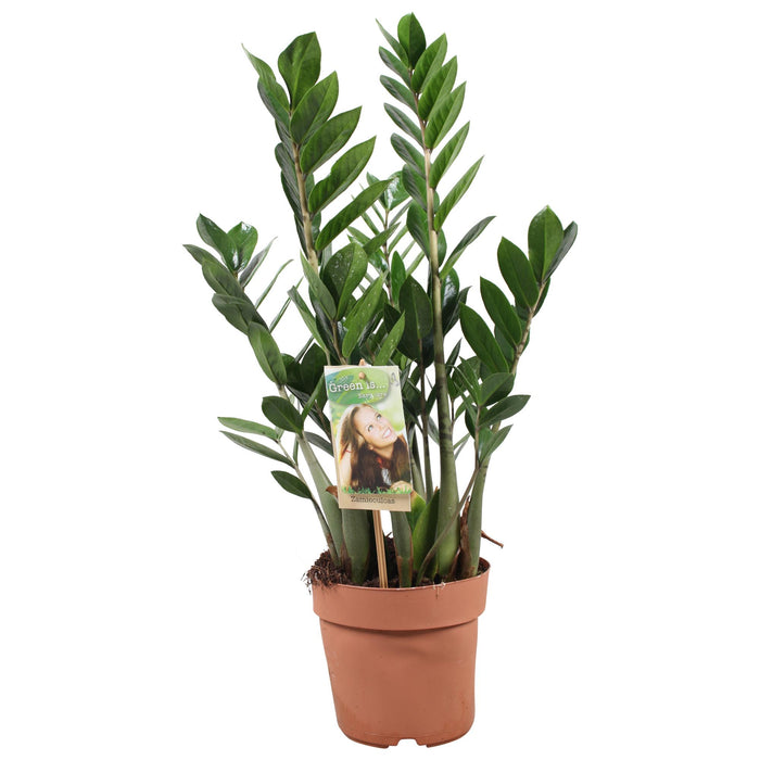Zamioculcas Zamiifolia - ZZ Plant - ↕70cm - Ø17cm