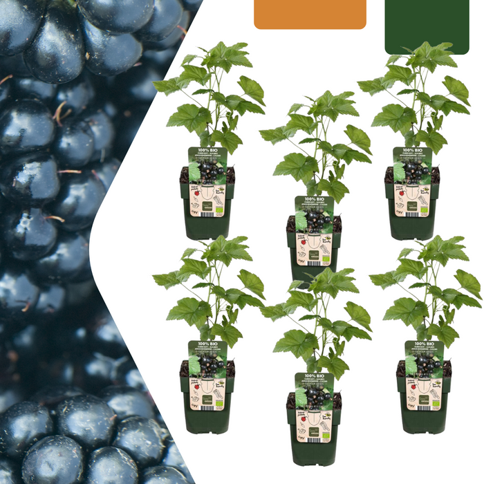 Bramenplanten Biologisch - Rubus Fruticosus - ↕20cm - Ø13cm - 6x