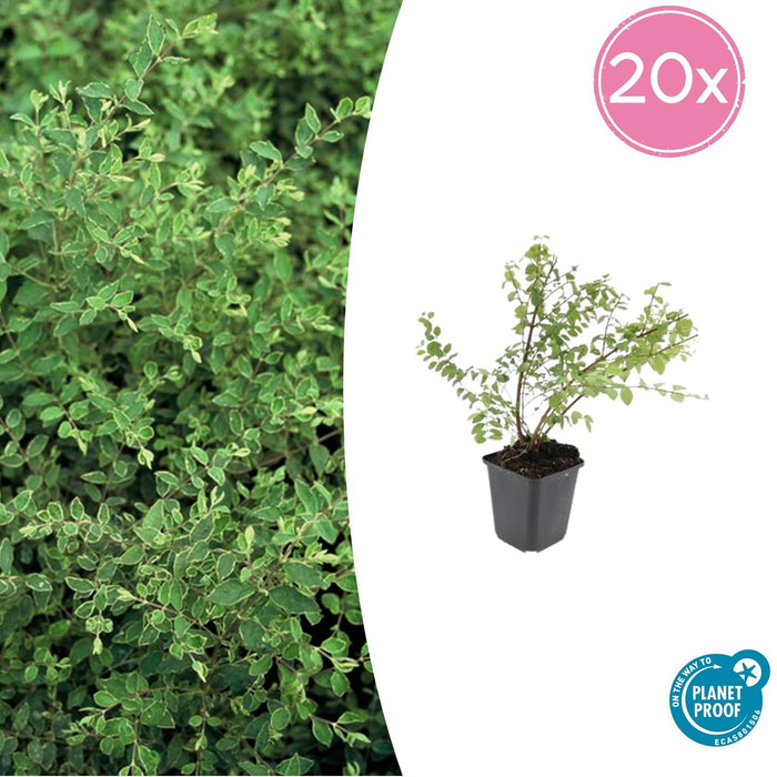 Symphoricarpos chenaultii 'Hancock' - Sneeuwbes - ↕10-25cm - Ø9cm - 20x