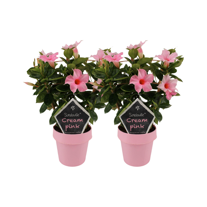 Mandevilla Sundaville Cream Pink op Rek - 2 stuks - Ø14cm - ↕40cm