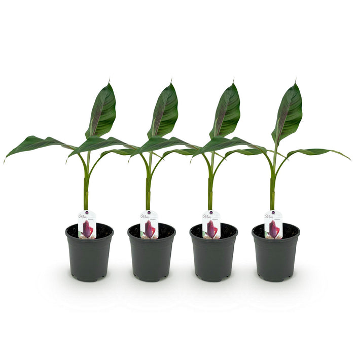 Fruitplant - Bananen plant - Musa sikkemensis Red Tiger - Winterhard - 4 planten - Pot 17cm Hoogte 40cm