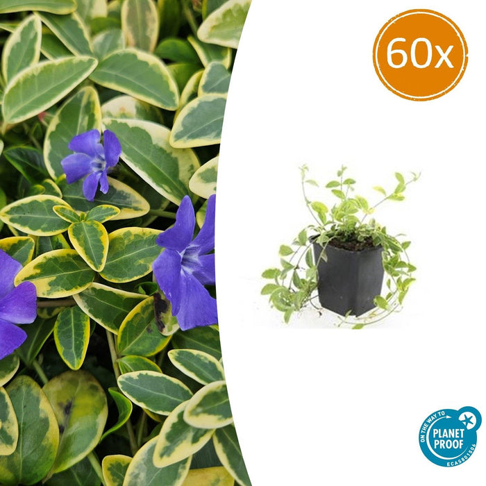 Vinca minor 'Aureovariegata' - Kleine Maagdenpalm - ↕10-25cm - Ø9cm - 60x