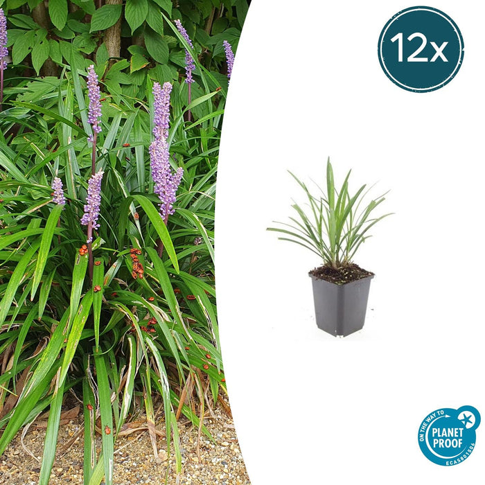 Liriope muscari 'Ingwersen' - Leliegras - ↕10-25cm - Ø9cm - 12x