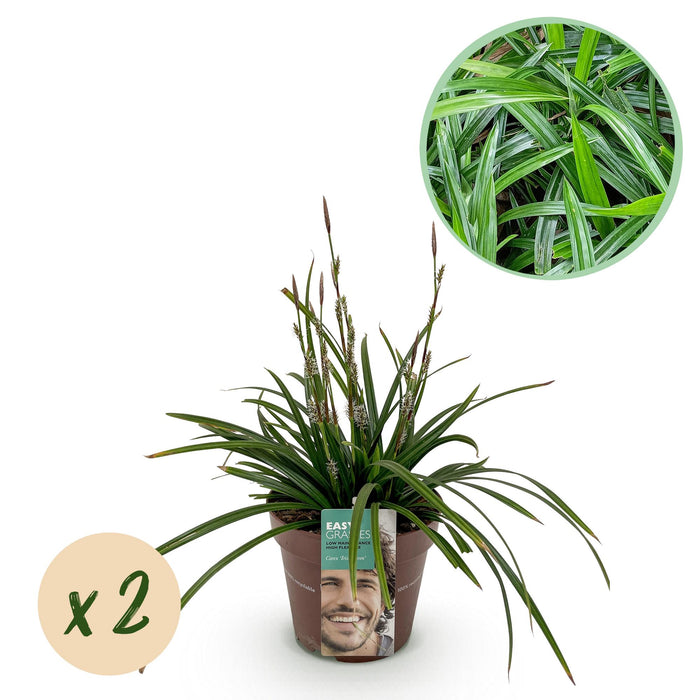 Siergrassen - Carex morrowii Irish Green - Groen & Geel - 2 Planten - Bladhoudend - Weinig Onderhoud - Pot 17cm Hoogte 50cm