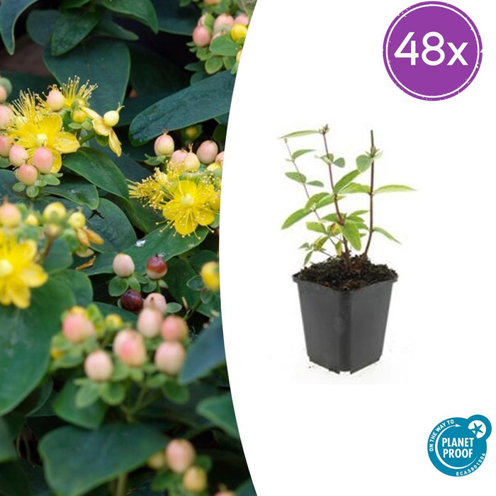 Hypericum inodorum 'Annebel' - ↕10-25cm - Ø9cm - 48x