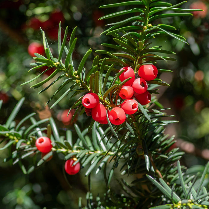 Haagplanten - Taxus baccata - 6 planten - 1 strekkende meter - groenblijvend - pot 17cm hoogte 60cm