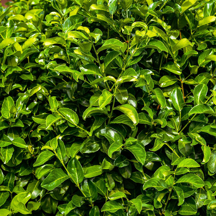 Haagplanten - Prunus laurocerasus Rotundifolia - blad groen - 6 planten - 1 strekkende meter - groenblijvend - pot 17cm hoogte 50cm