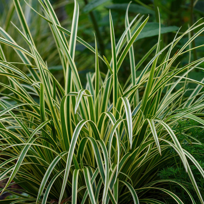 Siergrassen - Carex morrowii Ice Dance  - Wit & Groen - 4 Planten - Bladhoudend - Weinig Onderhoud - Pot 17cm Hoogte 50cm