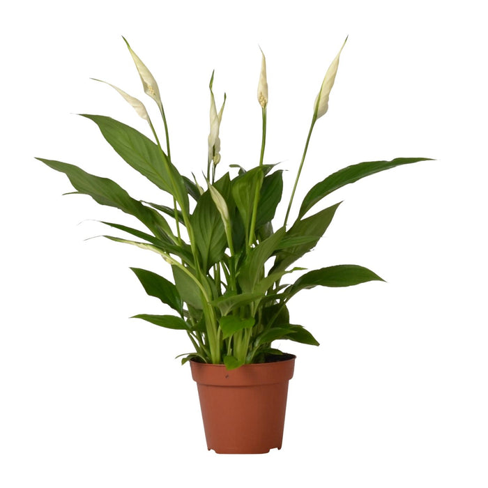 Spathiphyllum Bingo Cupido - Lepelplant - ↕45cm - Ø12cm