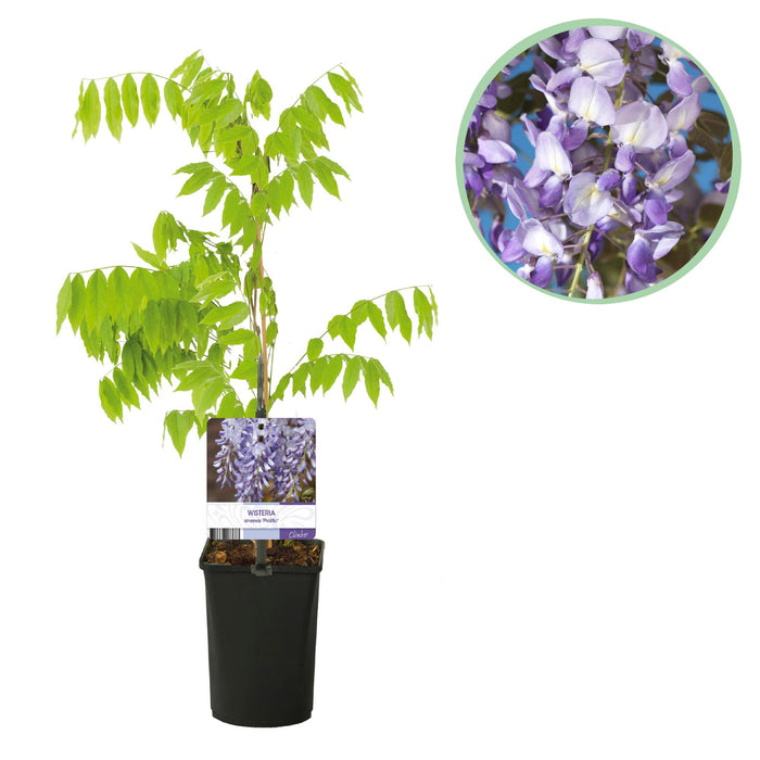 Blauwe regen - Wisteria floribunda Prolific - Bloem Blauw - ↕40cm - Ø11cm