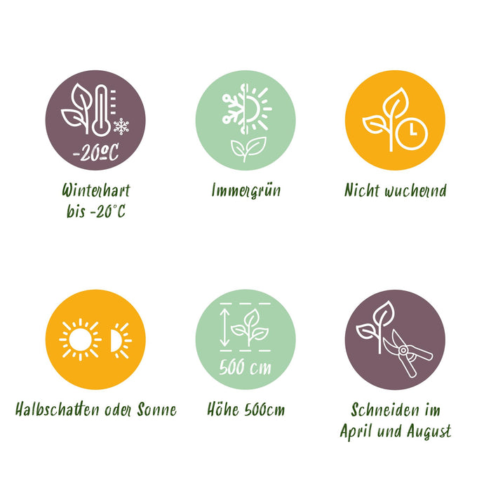 Haagplanten - Prunus laurocerasus Novita - blad groen - 6 planten - 1 strekkende meter - groenblijvend - pot 17cm hoogte 50cm