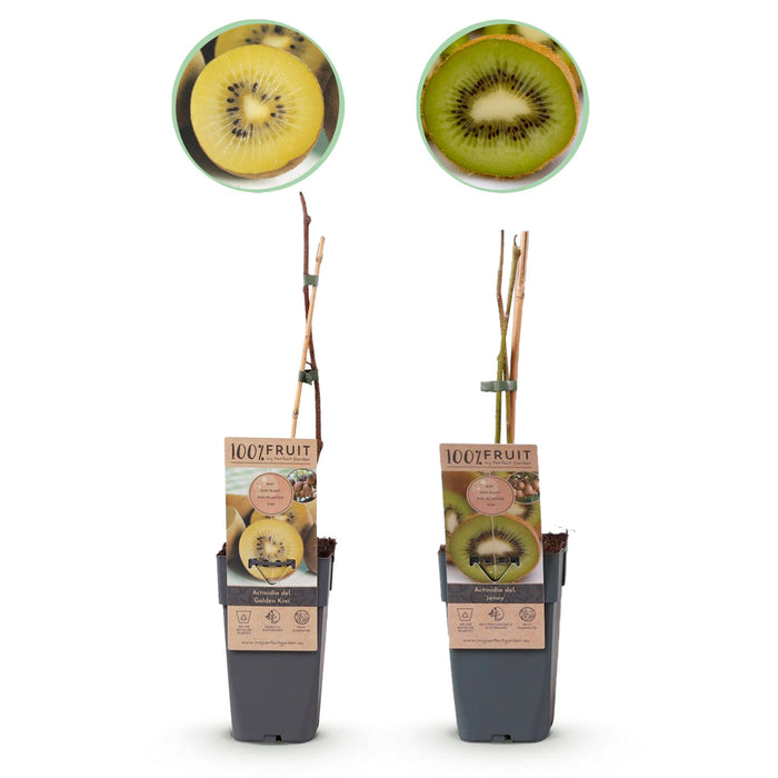 Fruitplant - Groene & Gele Kiwi - Actinidia deliciosa Jenny & Golden Kiwi - 2 planten - Pot 15cm Hoogte 50cm