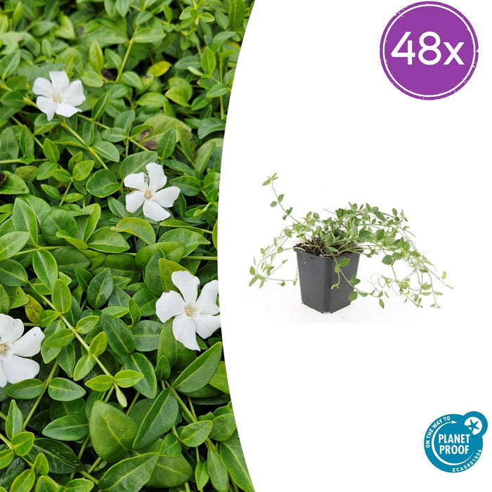 Vinca minor 'Gertrude Jekyll' - ↕10-25cm - Ø9cm - 48x
