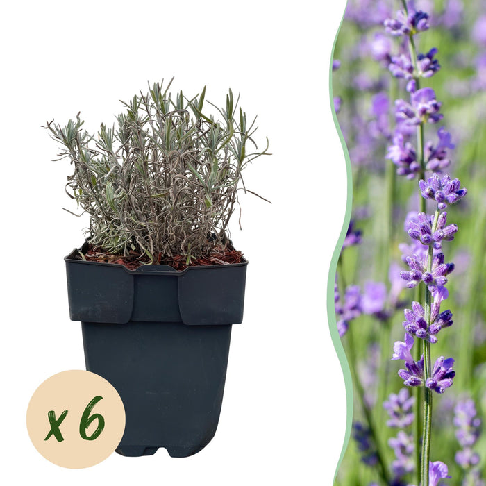 Haagplanten - Lavandula angustifolia Hidcote - blad grijs - 6 planten - 1 strekkende meter - groenblijvend - pot 17cm hoogte 30cm