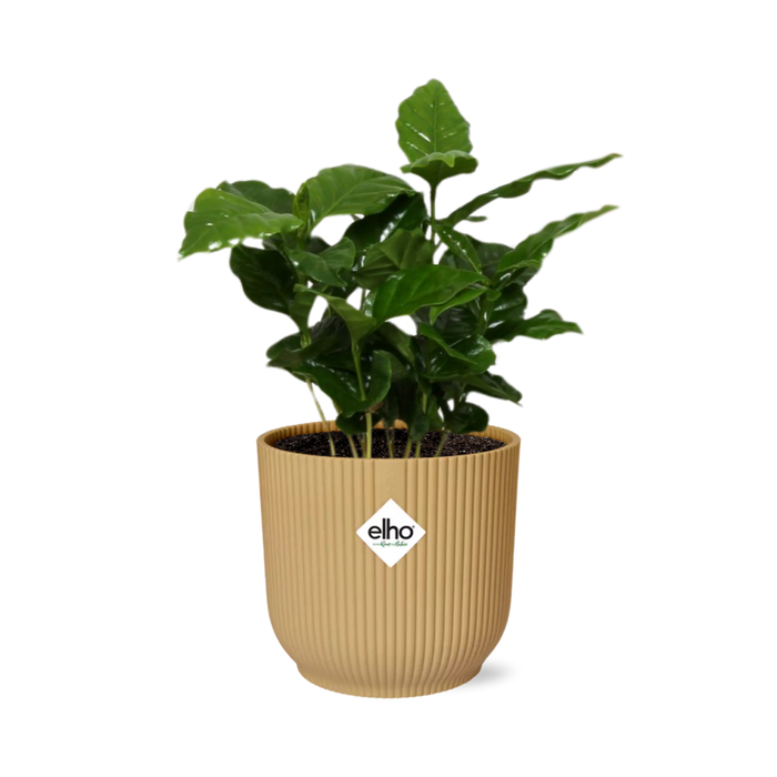 Coffea Arabica in elho Vibes Fold Ø14cm geel - ↕20-30cm