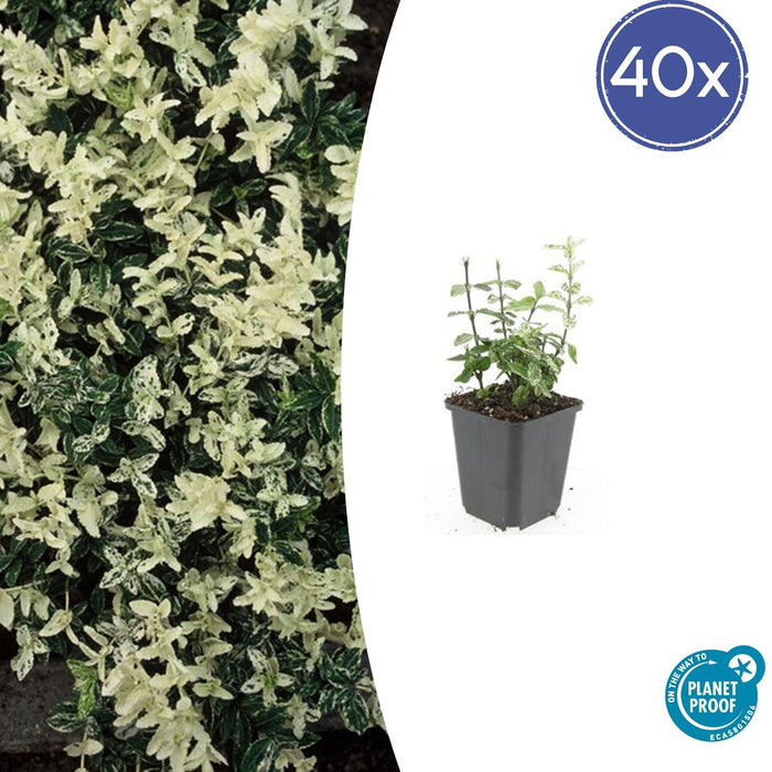 Euonymus fortunei 'Harlequin' - Japanse Kardinaalsmuts - ↕10-25cm - Ø9cm - 40x