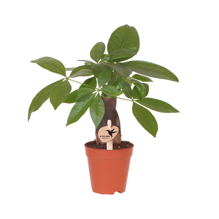 Pachira - Geldboom - Ø9cm - Groene kamerplant