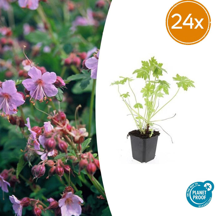 Geranium macrorrhizum - ↕10-25cm - Ø9cm - 24x