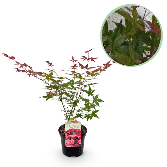 Terrasplant - Japanse Esdoorn - Acer palmatum Beni Maiko - Rood - Bladverliezend - ↕70cm - Ø19cm