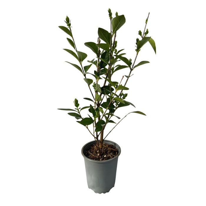Haagplanten - Ligustrum ovalifolium - blad groen - 8 planten - 1 strekkende meter - groenblijvend - pot 9cm hoogte 35-40cm