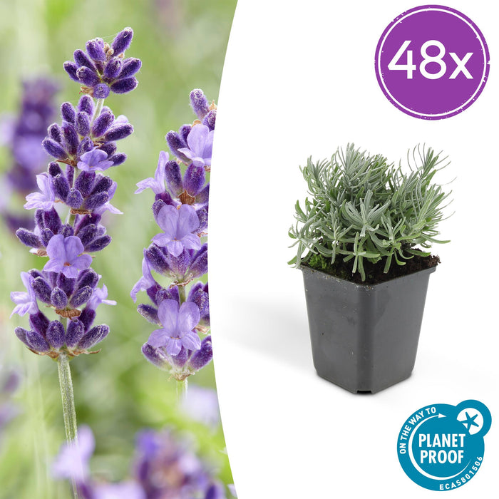 Lavandula 'Hidcote' - ↕10-25cm - Ø9cm - 48x