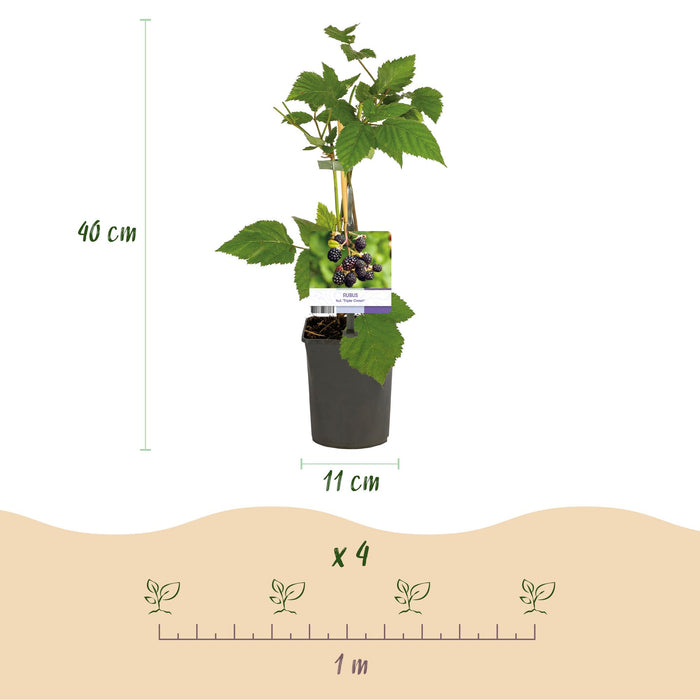Fruitplant - Braam - Rubus fruticosus Triple Crown - Zwarte Braam - Doornloos - 2 planten -  Pot 11cm Hoogte 40cm