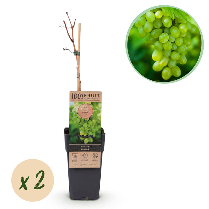 Fruitplant - Witte Druif - Vitis vinifera Himrod - Pitloos - 2 planten - Pot 15cm Hoogte 50cm