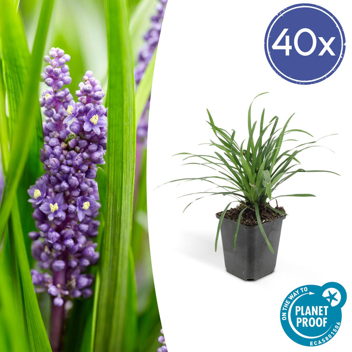 Liriope muscari 'Big Blue' - Leliegras - ↕10-25cm - Ø9cm - 40x