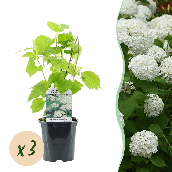 Pluim Hortensia - Hydrangea arborescens Annabelle - Bloem Wit - 3 Planten - 1 m2 - Bladverliezend - Grote Bloemen - Pot 17cm Hoogte 50cm