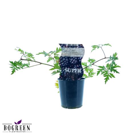 Rubus Thornless Evergreen - Doornloze braam - ↕30cm - Ø12cm