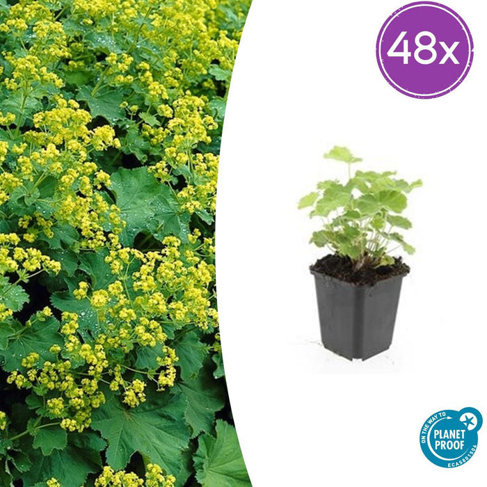 Alchemilla mollis - Vrouwenmantel - ↕10-25cm - Ø9cm - 48x