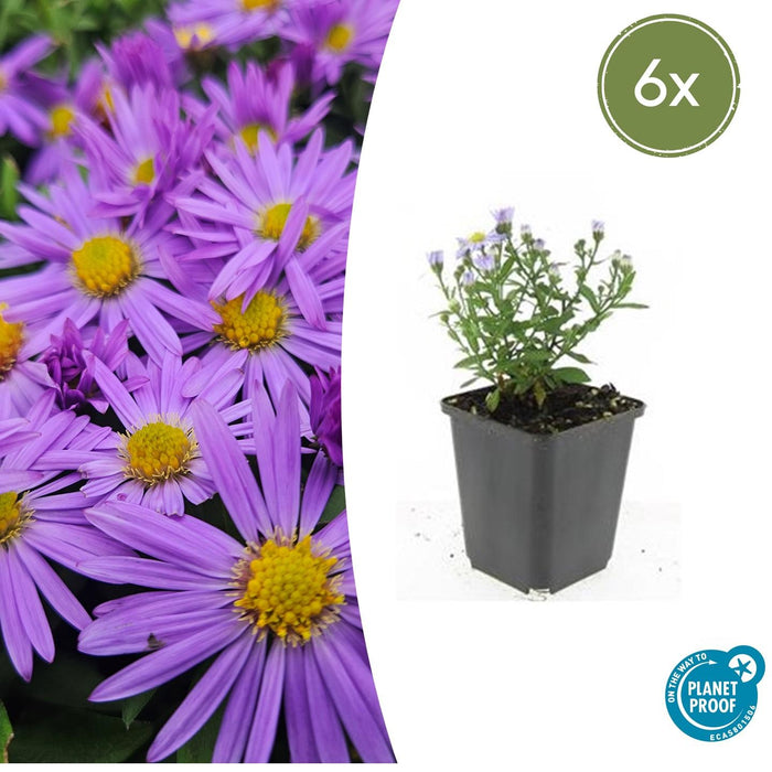 Aster (D) 'Professor Anton Kippenberg' - ↕10-25cm - Ø9cm - 6x