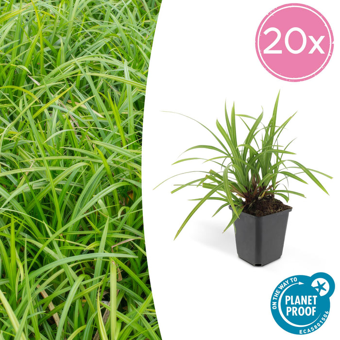 Carex morrowii 'Irish Green' - Zegge - ↕10-25cm - Ø9cm - 20x