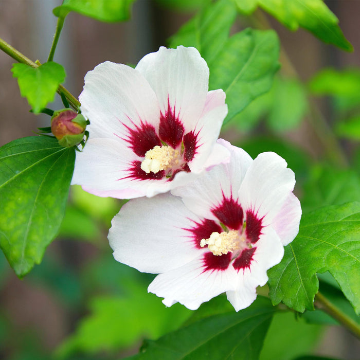 Heesters - Hibiscus syriacus Hamabo - Bloem Licht roze - 1 Plant - Bladverliezend - Weinig Onderhoud - Pot 17cm Hoogte 45cm