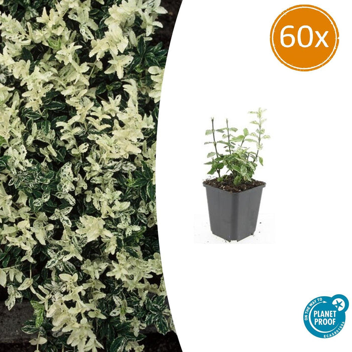 Euonymus fortunei 'Harlequin' - Japanse Kardinaalsmuts - ↕10-25cm - Ø9cm - 60x