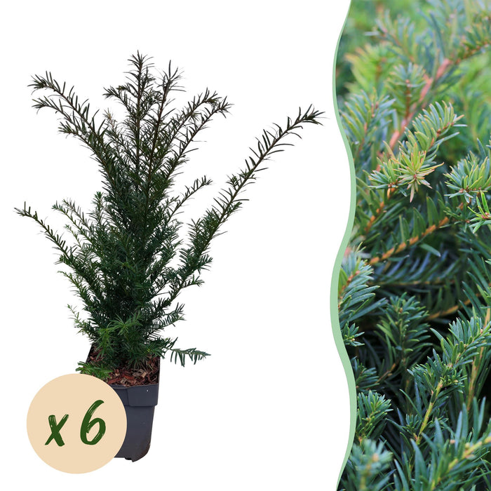 Haagplanten - Taxus baccata - 6 planten - 1 strekkende meter - groenblijvend - pot 17cm hoogte 60cm