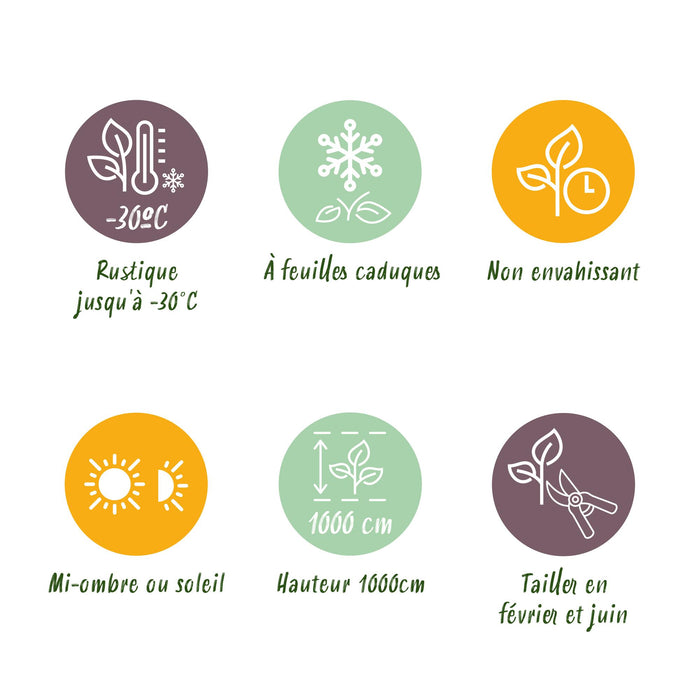 Haagplanten - Carpinus betulus -  blad groen - 6 planten - 1 strekkende meter - bladverliezend - pot 17cm hoogte 55cm