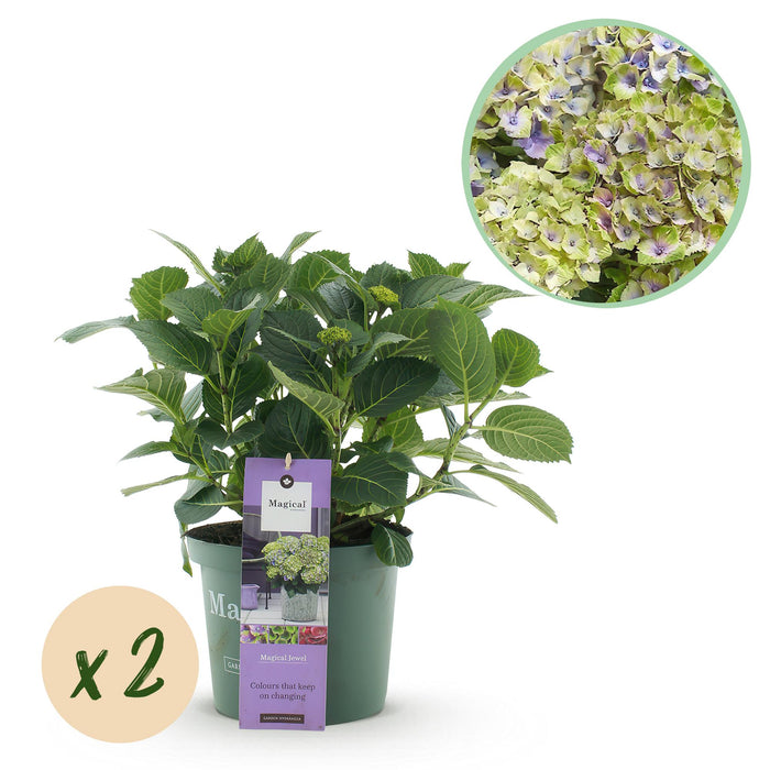 Terrasplant - Hortensia - Hydrangea Magical Jewel Blue - Blauw - 6-10 Bloemen - 2 Planten - Pot 23cm Hoogte 55cm