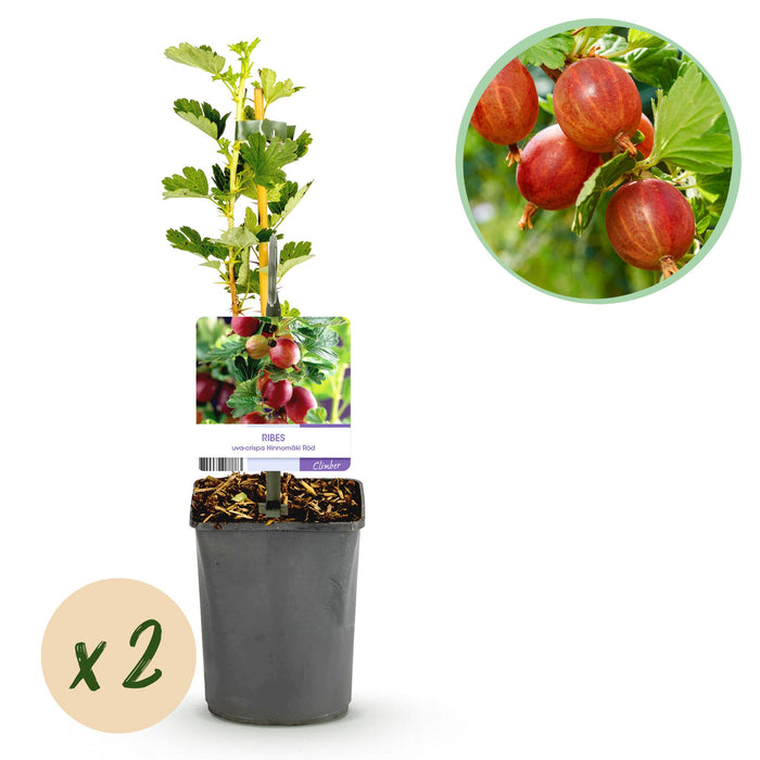 Fruitplant - Kruisbes - Ribes uva-crispa Hinnomäki Röd - Rode Bes - 2 planten - Pot 11cm Hoogte 40cm