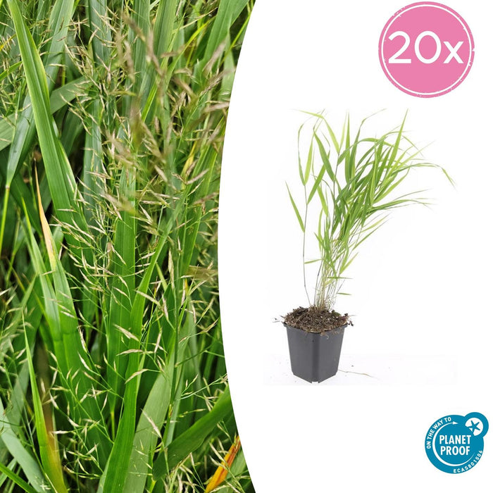 Hakonechloa Macra - Japans Berggras - ↕10-25cm - Ø9cm - 20x