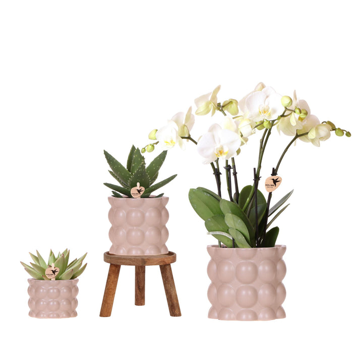 Plantenset Cotton zand | Groene planten met witte Phalaenopsis orchidee Ghent in keramieken sierpotten