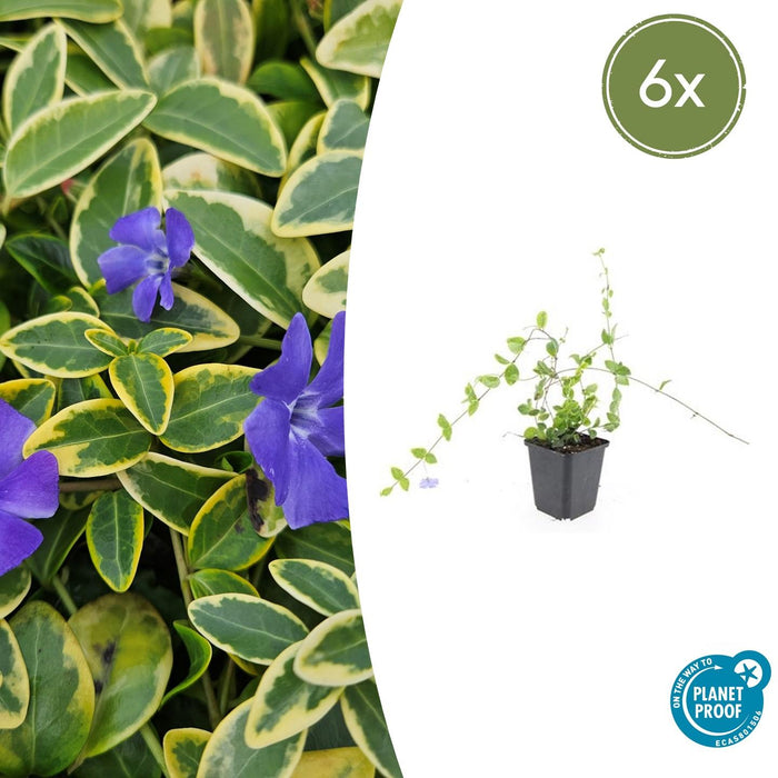 Vinca minor 'Blue and Gold' - Kleine Maagdenpalm - ↕10-25cm - Ø9cm - 6x