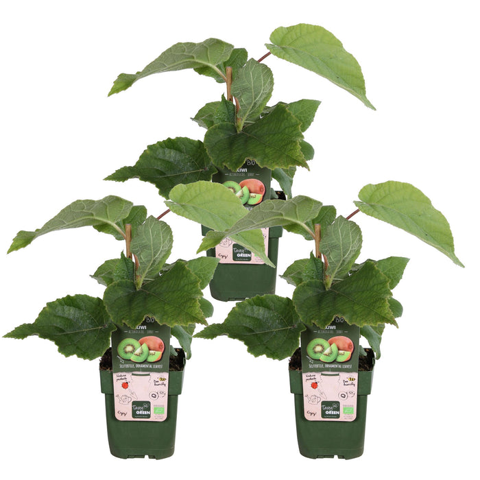 Actinidia Delciosioa 'Jenny' - Kiwiplant - ↕45cm - Ø13cm - 3x