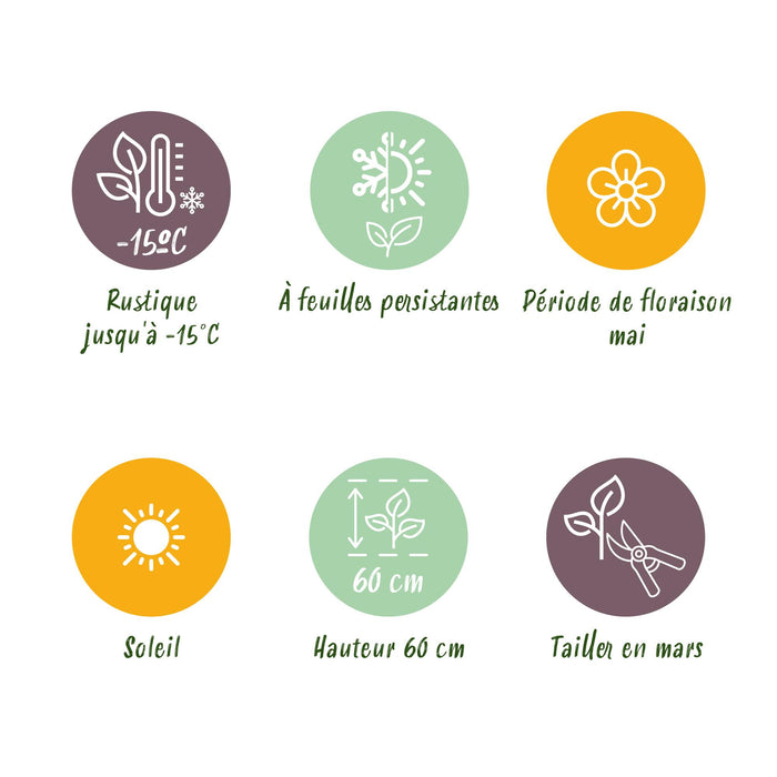 Carex oshimensis Everillo - Geel - 4 Planten - Bladhoudend - Weinig Onderhoud - Pot 17cm Hoogte 50cm