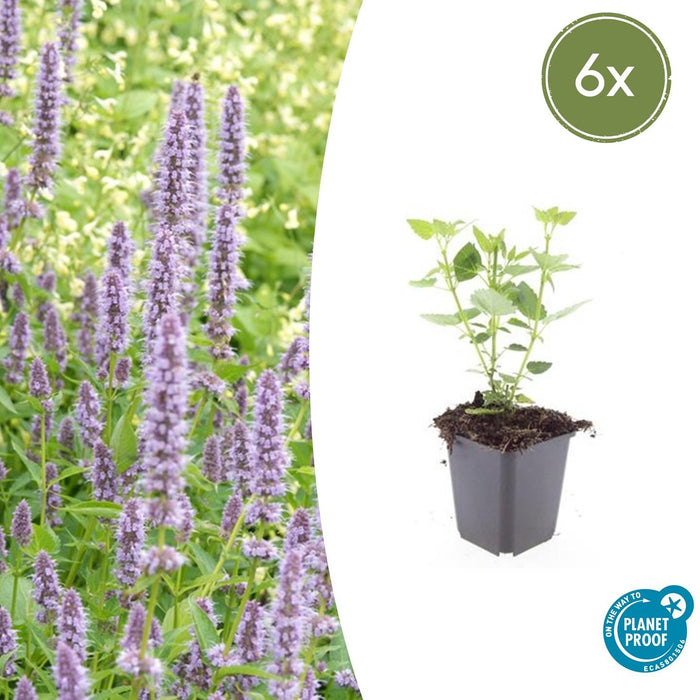 Agastache 'Black Adder' - Dropplant - ↕10-25cm - Ø9cm - 6x