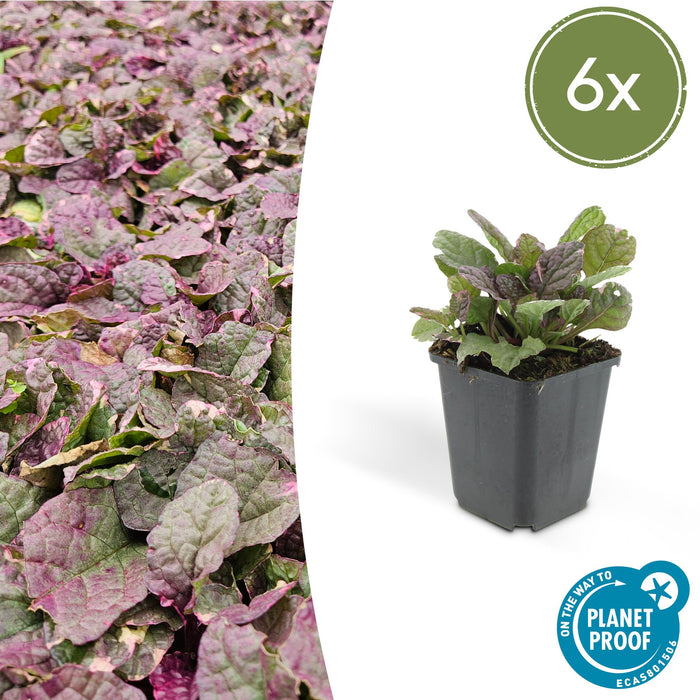 Ajuga reptans 'Burgundy Glow' - Kruipend Zenegroen - ↕10-25cm - Ø9cm - 6x