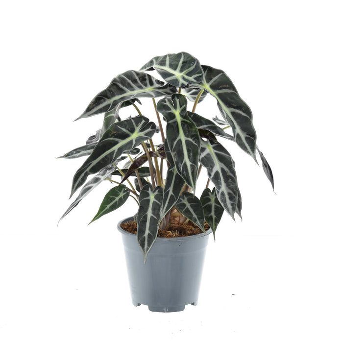 Alocasia Bambino Arrow - ↕40cm - Ø14cm