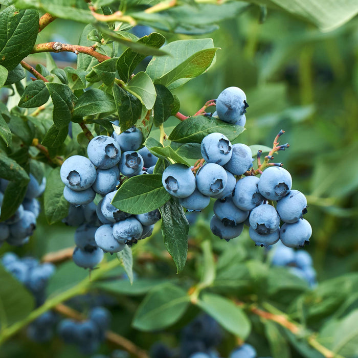Fruitplant - Bosbes -  Vaccinium corymbosum Goldtraube -  Blauwe bes - Doornloos - 2 planten -  Pot 11cm Hoogte 40cm