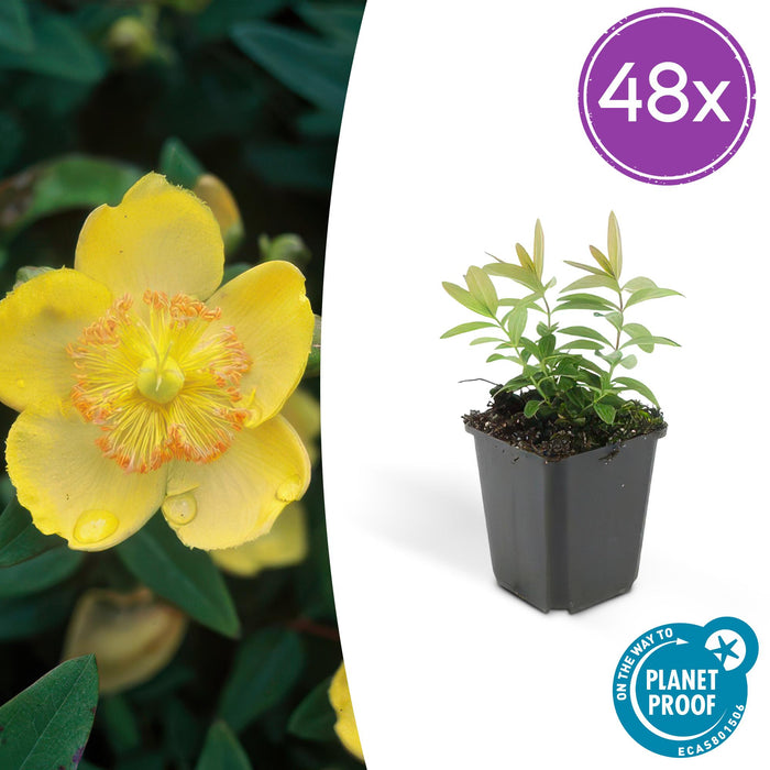 Hypericum calycinum - ↕10-25cm - Ø9cm - 48x